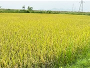 Nghệ An: Trồng lúa ST25 trên ruộng rươi